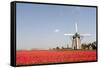Tulips and Windmill-ErikdeGraaf-Framed Stretched Canvas