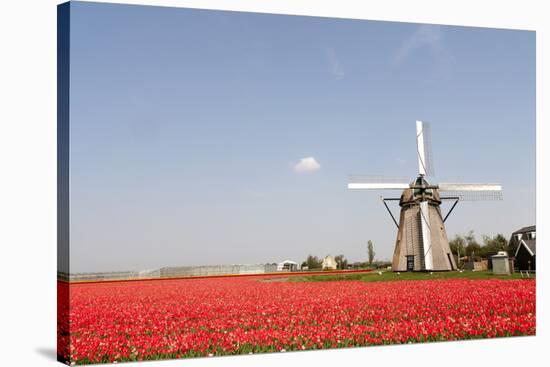 Tulips and Windmill-ErikdeGraaf-Stretched Canvas