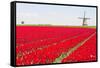 Tulips and Windmill-ErikdeGraaf-Framed Stretched Canvas