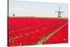 Tulips and Windmill-ErikdeGraaf-Stretched Canvas