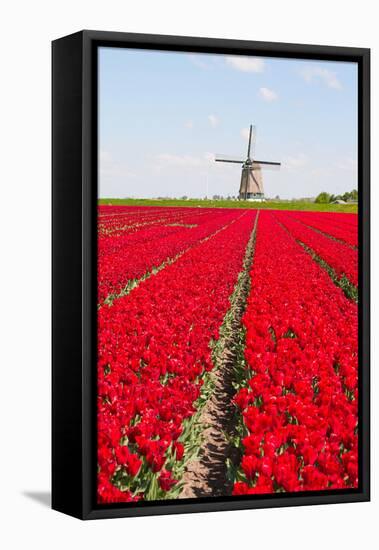 Tulips and Windmill-ErikdeGraaf-Framed Stretched Canvas