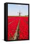 Tulips and Windmill-ErikdeGraaf-Framed Stretched Canvas