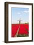 Tulips and Windmill-ErikdeGraaf-Framed Photographic Print