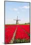 Tulips and Windmill-ErikdeGraaf-Mounted Photographic Print