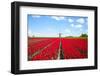 Tulips and Windmill-ErikdeGraaf-Framed Photographic Print