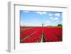 Tulips and Windmill-ErikdeGraaf-Framed Photographic Print