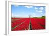 Tulips and Windmill-ErikdeGraaf-Framed Photographic Print