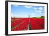 Tulips and Windmill-ErikdeGraaf-Framed Photographic Print