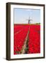 Tulips and Windmill-ErikdeGraaf-Framed Photographic Print