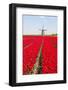 Tulips and Windmill-ErikdeGraaf-Framed Photographic Print