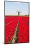 Tulips and Windmill-ErikdeGraaf-Mounted Photographic Print