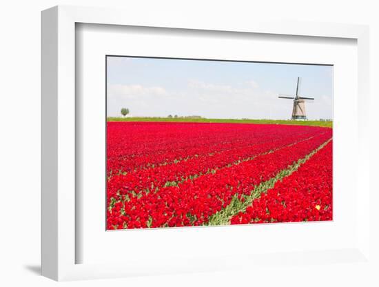 Tulips and Windmill-ErikdeGraaf-Framed Photographic Print