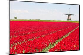 Tulips and Windmill-ErikdeGraaf-Mounted Photographic Print