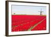 Tulips and Windmill-ErikdeGraaf-Framed Photographic Print