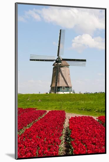 Tulips and Windmill-ErikdeGraaf-Mounted Photographic Print