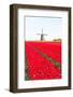 Tulips and Windmill-ErikdeGraaf-Framed Photographic Print