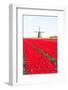 Tulips and Windmill-ErikdeGraaf-Framed Photographic Print