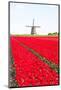 Tulips and Windmill-ErikdeGraaf-Mounted Photographic Print