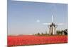 Tulips and Windmill-ErikdeGraaf-Mounted Photographic Print