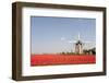 Tulips and Windmill-ErikdeGraaf-Framed Photographic Print