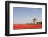 Tulips and Windmill-ErikdeGraaf-Framed Photographic Print