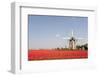 Tulips and Windmill-ErikdeGraaf-Framed Photographic Print