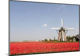 Tulips and Windmill-ErikdeGraaf-Mounted Photographic Print