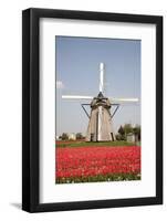 Tulips and Windmill-ErikdeGraaf-Framed Photographic Print