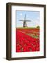 Tulips and Windmill-ErikdeGraaf-Framed Photographic Print