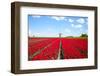 Tulips and Windmill-ErikdeGraaf-Framed Photographic Print