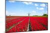 Tulips and Windmill-ErikdeGraaf-Mounted Photographic Print