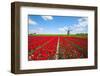 Tulips and Windmill-ErikdeGraaf-Framed Photographic Print