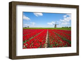 Tulips and Windmill-ErikdeGraaf-Framed Photographic Print