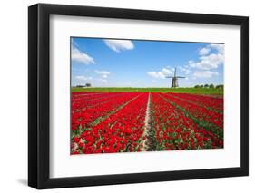 Tulips and Windmill-ErikdeGraaf-Framed Photographic Print