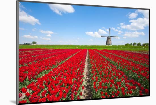 Tulips and Windmill-ErikdeGraaf-Mounted Photographic Print