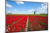 Tulips and Windmill-ErikdeGraaf-Mounted Photographic Print