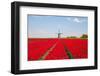 Tulips and Windmill-ErikdeGraaf-Framed Photographic Print