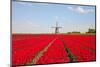 Tulips and Windmill-ErikdeGraaf-Mounted Photographic Print