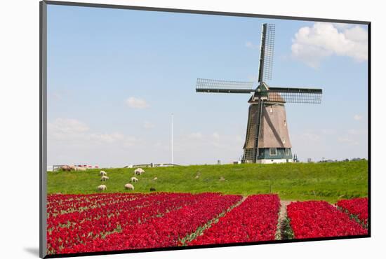 Tulips and Windmill-ErikdeGraaf-Mounted Photographic Print