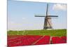 Tulips and Windmill-ErikdeGraaf-Mounted Photographic Print