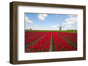 Tulips and Windmill-ErikdeGraaf-Framed Photographic Print