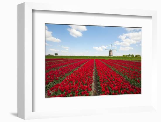 Tulips and Windmill-ErikdeGraaf-Framed Photographic Print