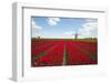 Tulips and Windmill-ErikdeGraaf-Framed Photographic Print