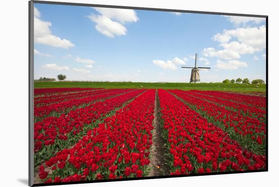 Tulips and Windmill-ErikdeGraaf-Mounted Photographic Print