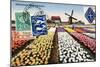 Tulips and Windmills, Dutch Vintage Postcard Collage-Piddix-Mounted Premium Giclee Print