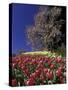 Tulips and Yulan Magnolia tree, Cincinnati, Ohio, USA-Adam Jones-Stretched Canvas