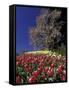 Tulips and Yulan Magnolia tree, Cincinnati, Ohio, USA-Adam Jones-Framed Stretched Canvas