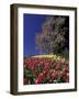 Tulips and Yulan Magnolia tree, Cincinnati, Ohio, USA-Adam Jones-Framed Photographic Print