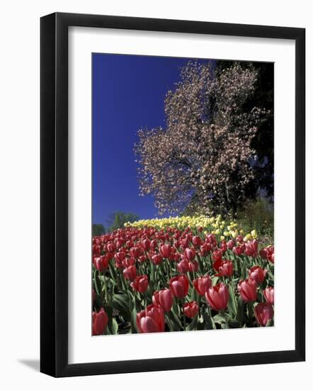 Tulips and Yulan Magnolia tree, Cincinnati, Ohio, USA-Adam Jones-Framed Photographic Print