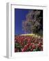 Tulips and Yulan Magnolia tree, Cincinnati, Ohio, USA-Adam Jones-Framed Photographic Print